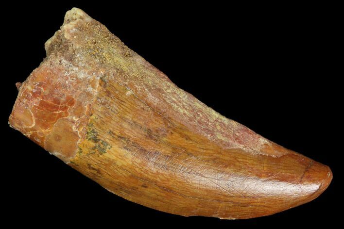 Bargain, Juvenile Carcharodontosaurus Tooth - Morocco #100091